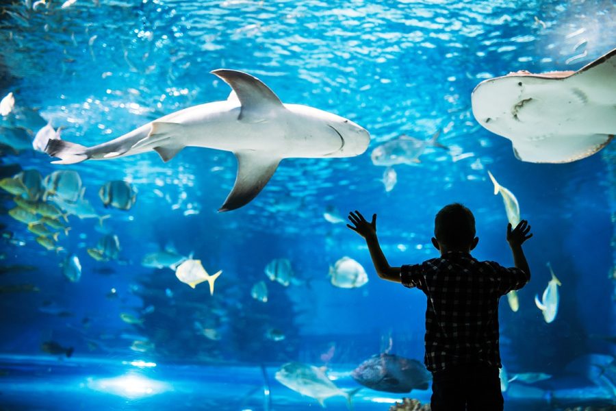 Hurghada Grand Aquarium