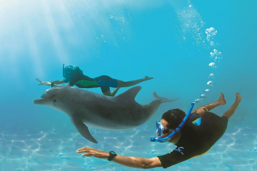 swimming with dolphins