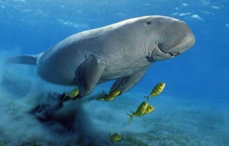 Abu Dabbab snorkeling