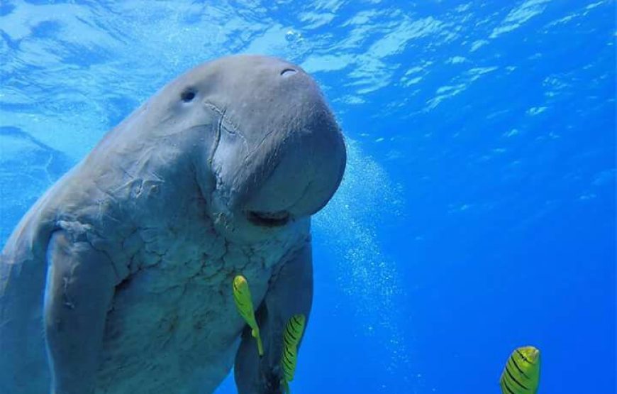 Abu Dabbab snorkeling