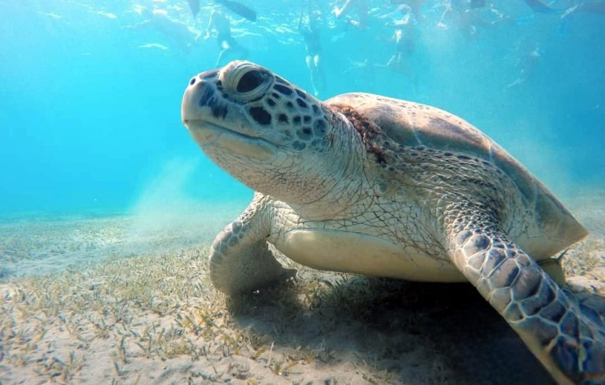 Abu Dabbab snorkeling